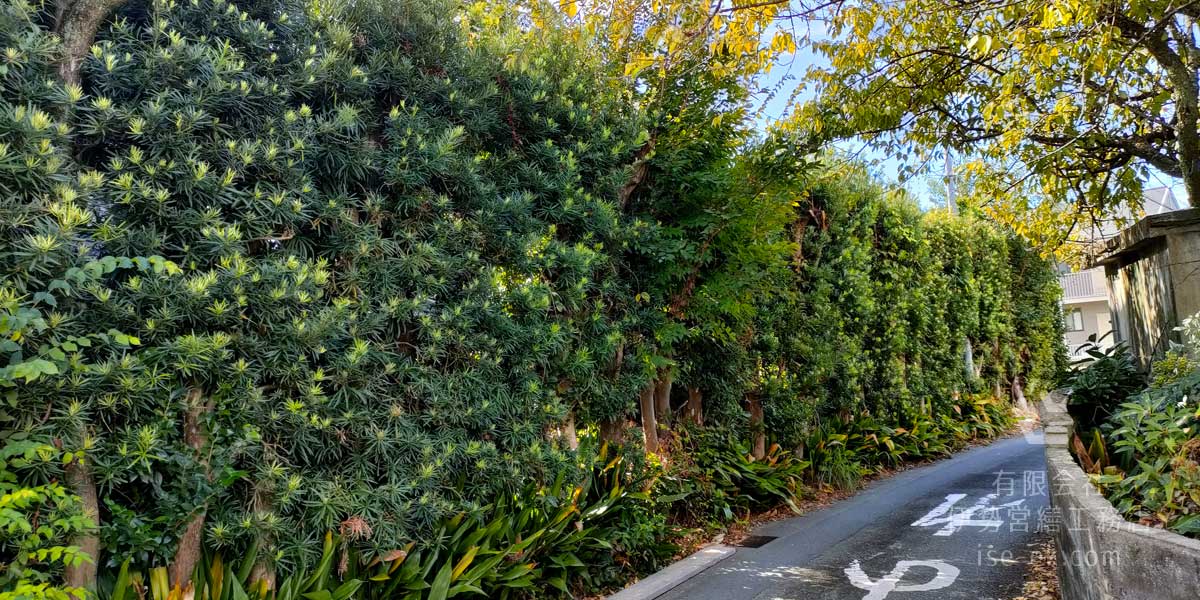 道路に飛び出た生け垣を伐採し、整える