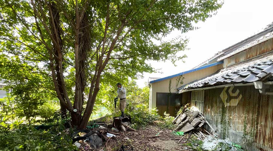 シュロの木の周りに生えている大きな木を先に伐採する作業