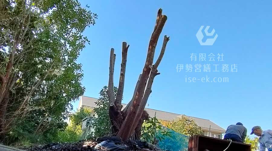 シュロの木を根元付近から倒木した様子