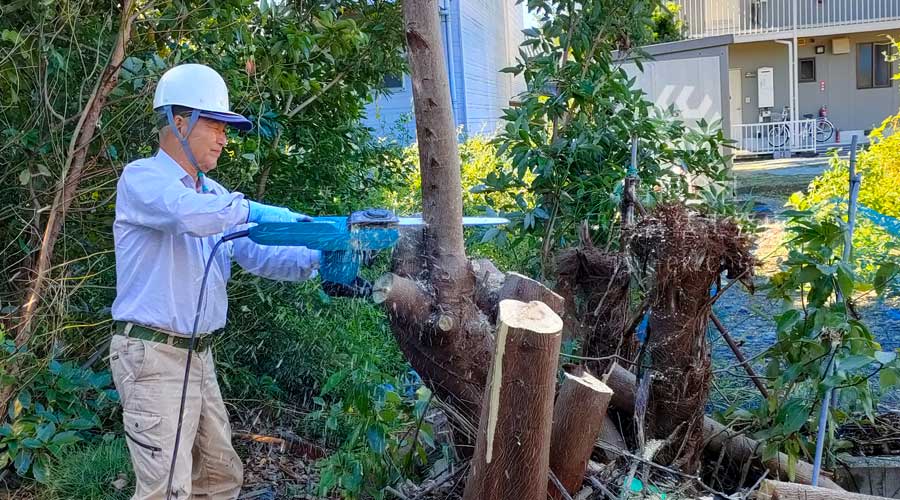 残った木をチェーンソーで伐採する作業